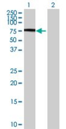 Abcam&nbsp;SIRP alpha overexpression 293T lysate (whole cell).