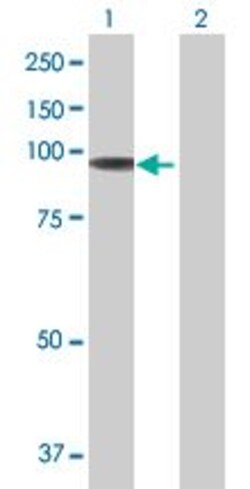 Abcam&nbsp;STAT5a overexpression 293T lysate (whole cell).