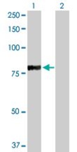 Abcam&nbsp;RFX5 overexpression 293T lysate (whole cell).