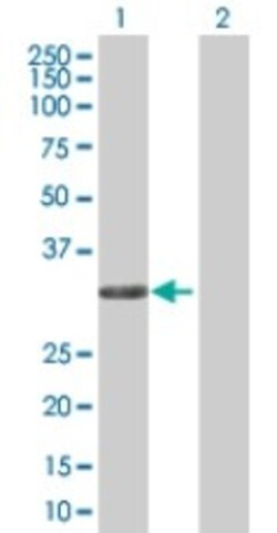 Abcam&nbsp;Annexin IV overexpression 293T lysate (whole cell).