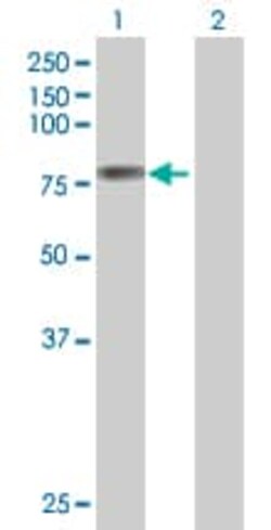 Abcam&nbsp;COX2 / Cyclooxygenase 2 overexpression 293T lysate (whole cell).