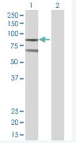 Abcam&nbsp;RanGAP1 overexpression 293T lysate (whole cell).