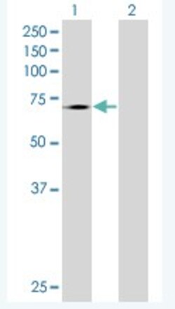 Abcam&nbsp;TLR4 overexpression 293T lysate (whole cell).