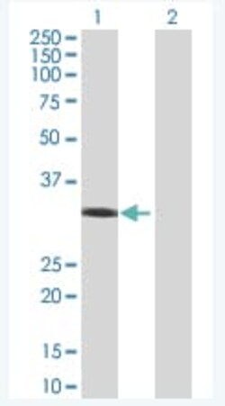 Abcam&nbsp;Rad51 overexpression 293T lysate (whole cell).