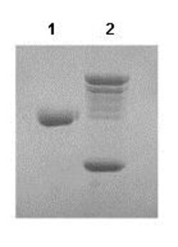 Abcam Native rat Antithrombin III/ATIII protein.