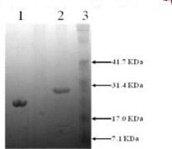 Abcam Native cow Trypsin protein.