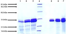 Abcam&nbsp;Native human Cathepsin G protein, 100UG