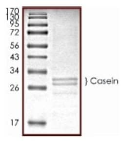 Abcam Native Cow Casein protein, 1MG
