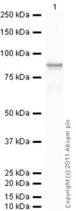 Abcam&nbsp;Native human Calpain 1 protein (Active), 100UG