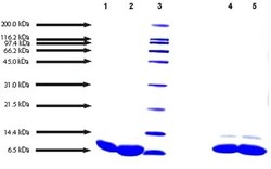 Abcam&nbsp;Native Human Apolipoprotein CII/ApoC-II, 50UG