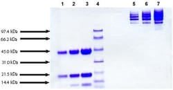 Abcam&nbsp;Native Human Haptoglobin protein.