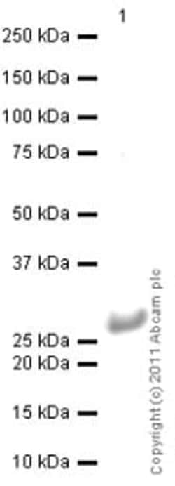 Abcam Native human Cathepsin B protein.