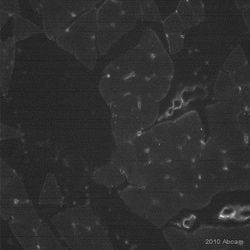 Abcam&nbsp;Sheep Anti-Rat IgG H&L (Biotin).