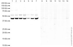 Abcam&nbsp;VEGFA peptide, 1MG