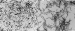 ACROBiosystems Human Tau-441 K18 (P301L) Pre-formed Fibrils Protein, Tag