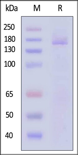 ACROBiosystems HCoV-OC43 Spike protein, His Tag, Quantity: Each of 1