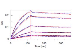 ACROBiosystems Anti-SARS-CoV-2 Spike RBD Antibody, Mouse IgG1 (AM334) (Beta | Buy Online | ACROBiosystems | Fisher Scientific