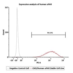 ACROBiosystems&nbsp;CHO/Human uPAR Stable Cell Line Development Service