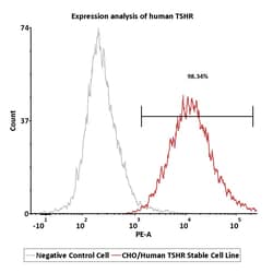 ACROBiosystems&nbsp;CHO/Human TSHR Stable Cell Line Development Service