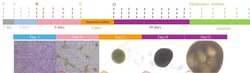 ACROBiosystems Human iPSC-Derived Intestinal Organoid Differentiation Kit,