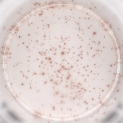 ACROBiosystems Human Interferon-γ (IFN-γ) ELISPOT Kit, Quantity: Each of