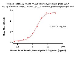 ACROBiosystems Human TNFSF11 / RANKL / CD254 Protein, premium grade, Quantity: