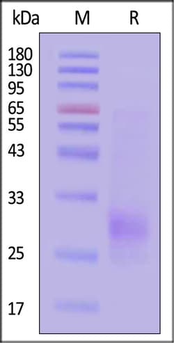 ACROBiosystems Biotinylated Mouse PVRIG Protein, His,Avitag, Quantity: