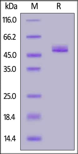 ACROBiosystems Biotinylated Mouse Osteopontin (OPN) Protein, His,Avitag,