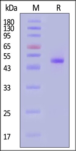 ACROBiosystems Influenza B (B/Singapore/WUH4618/2021) Neuraminidase (NA)