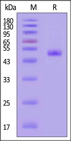 ACROBiosystems Influenza B (B/Singapore/INFTT-16-0610/2016) Neuraminidase