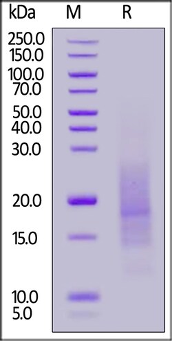 ACROBiosystems Biotinylated Human Nectin-4 (154-243) Protein, His,Avitag,