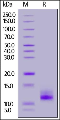 ACROBiosystems Human Neutrophil defensin 1 / DEFA1 protein, Twin-Strep