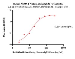 ACROBiosystems Human NCAM-1 / CD56 Protein, Llama IgG2b Fc Tag, low endotoxin