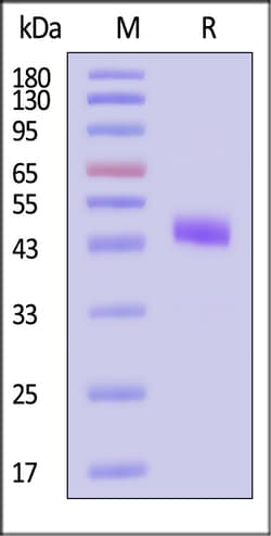 ACROBiosystems Human Mucin-1 / MUC-1 (1098-1158) Protein, Mouse IgG2a Fc