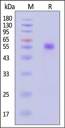 ACROBiosystems Human MIS RII Protein, Llama IgG2b Fc Tag, Quantity: Each