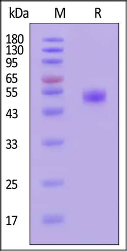 ACROBiosystems Human MIS RII Protein, Mouse IgG2a Fc Tag, Quantity: Each