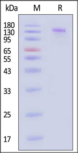 ACROBiosystems Human LINGO1 Protein, Llama IgG2b Fc Tag, Quantity: Each