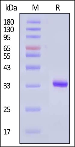 ACROBiosystems Human Kallikrein 3 Protein, His Tag (active enzyme), Quantity: