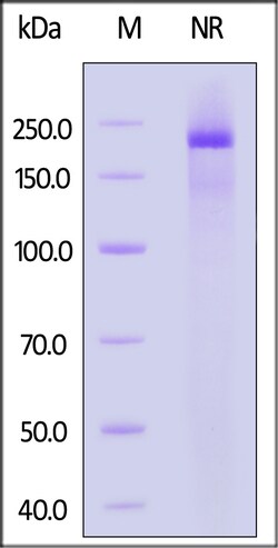 ACROBiosystems Human Integrin alpha 9 beta 1 (ITGA9&ITGB1) Heterodimer