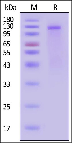 ACROBiosystems Biotinylated Dog Insulin R / CD220 (28-956) Protein, His,Avitag,