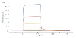 ACROBiosystems Biotinylated Human IGFBP-7 Protein, His,Avitag (MALS verified),