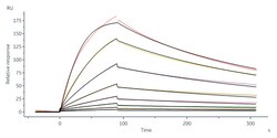 ACROBiosystems Biotinylated Human IGF-I Protein, His,Avitag (SPR verified),