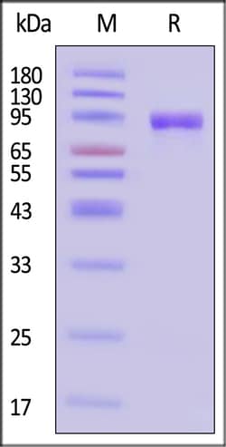 ACROBiosystems Influenza A (A/Sydney/1304/2022) Hemagglutinin (HA) Protein,