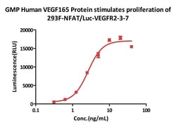 ACROBiosystems GMP Human VEGF165 Protein, Quantity: Each of 1
