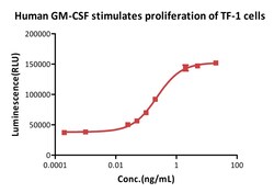 ACROBiosystems GMP Human GM-CSF Protein, Quantity: Each of 1