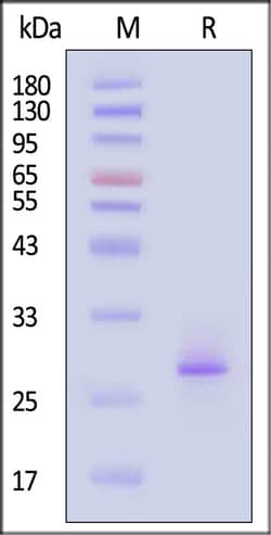 ACROBiosystems Biotinylated Human FGF-21 Protein, His,Avitag, Quantity: