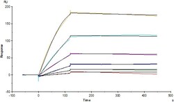 ACROBiosystems HCMV (strain AD169) Glycoprotein B (gB), His Tag (MALS verified),