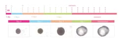 ACROBiosystems Ready-to-use Human iPSC-Derived Cardiac Organoids