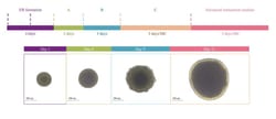 ACROBiosystems Ready-to-use Human iPSC-Derived Cerebral Organoids