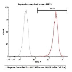 ACROBiosystems&nbsp;HEK293/Human GPR75 Stable Cell Line